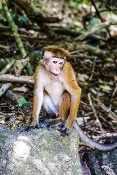 Sad lonely toque macaque sitting alone on a stone in the trees near Jungle Beach Stock Photos