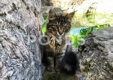 Sad look of a cat. Stock Photos