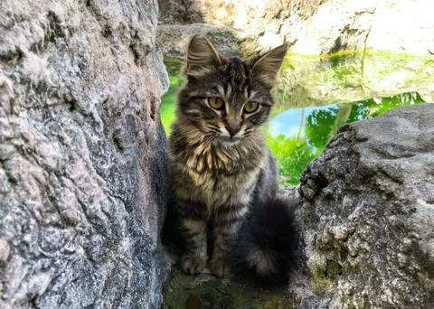 Sad look of a cat. Stock Photos