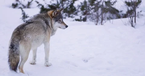 Sad looking and large wolf in frosty winter forest Vidéo 86302247