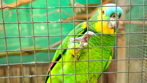 Sad looking blue-fronted amazon (Amazona aestiva) sit against fence at sanctuary Stock Footage 320083188