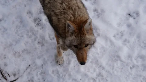 Sad Looking Coyote Looking Up at Camera Stock Footage 100976233