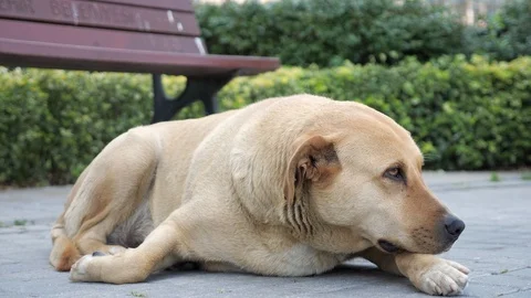 Sad looking dog lying in the sidewalk and looking around Stock Footage 111503959