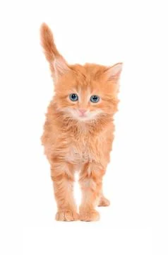 Sad looking ginger kitten with a white background Stock Photos