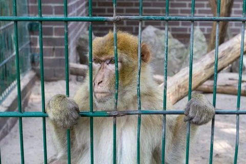 Sad looking monkey in his cage staring somewhere Stock Photos