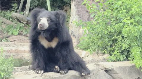 Sad looking sloth bear sitting on rock 4k Stockbeeldmateriaal 342847015