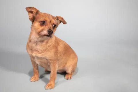 Sad looking small brown wired haired terrier dog Stock Photos