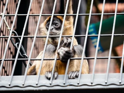 Sad looking small monkey in a cage. Stock Photos