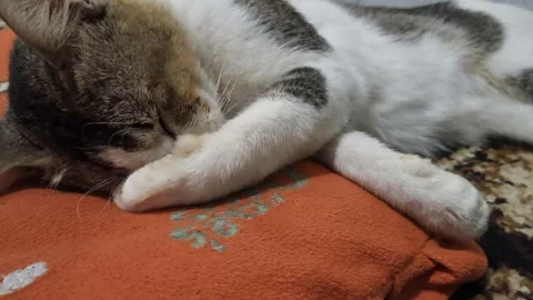 Sad Looking Tabby Cat Sleeping On Side With Belly Breathing Stock Footage 345375012