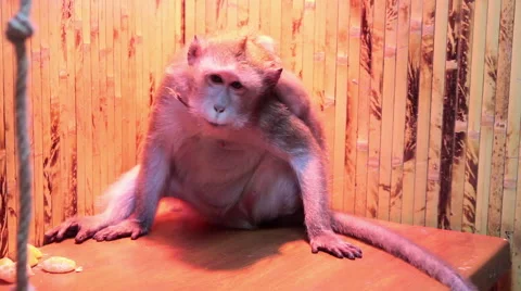 Sad marmoset in the cage Stock Footage 50373609