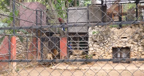 Sad mistreated animals caged in a zoo cruelty distressed lion feeding Video stock 101743785