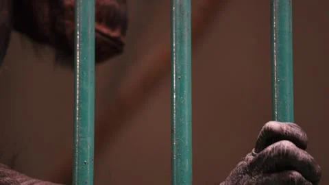 Sad Monkey Behind Bars in Zoo Cage 4K Slow Motion - Primate in Captivity Stock Footage 330498743