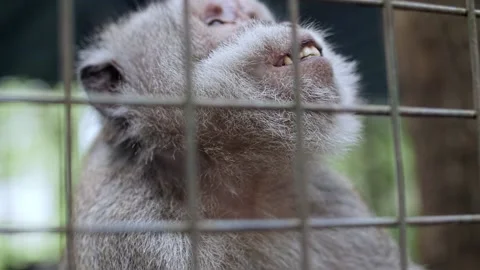 Sad monkey in a cage Stock Footage 229454927
