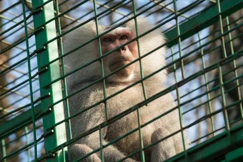 Sad monkey in cage - macaque monkey held captive Stock Photos