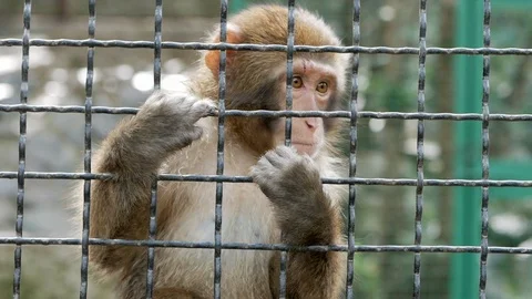 Sad monkey in the cage in the zoo Stock Footage