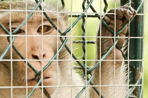 Sad monkey caged Stock Photos