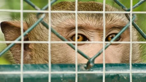 Sad monkey caged Fotos Stock