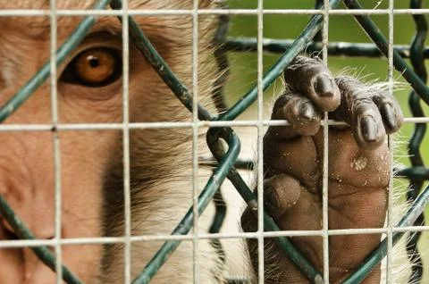 Sad monkey caged Photos