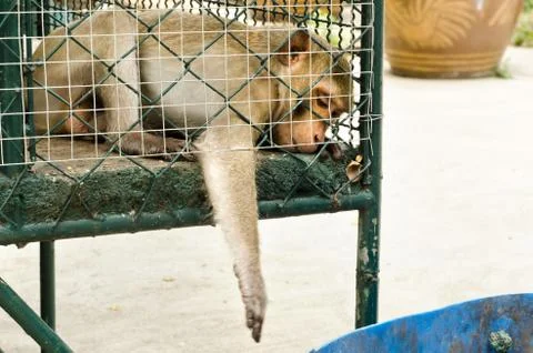 Sad monkey caged Photos