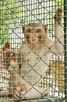 Sad monkey caged Photos