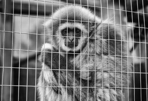 Sad monkey caged Stock Photos