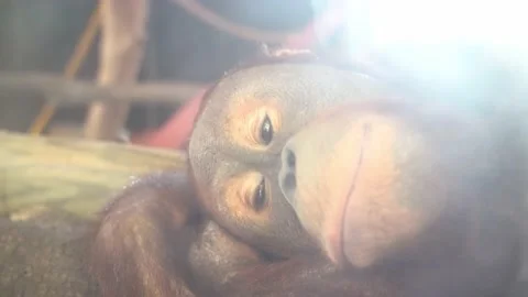 Sad monkey face, close up. portrait of a monkey lying on a tree branch Stock Footage 138229314
