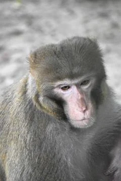 A Sad Monkey looking outside. Close shot of a monkey. Stock Photos