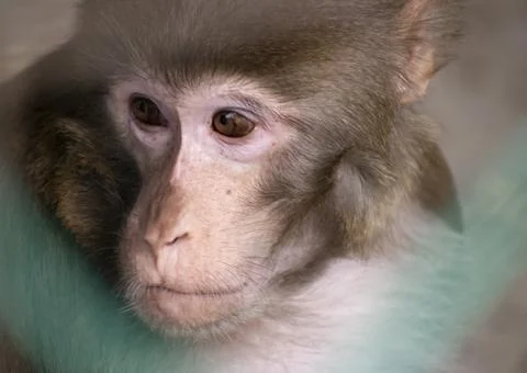 Sad Monkey looking outside the window. Stock Photos