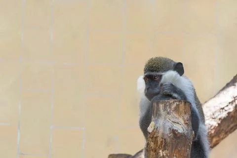 Sad Monkey Stock Photos