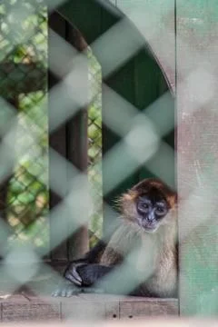 Sad monkey Stock Photos