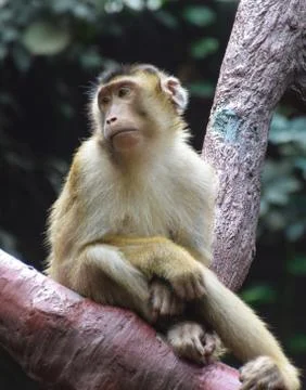 Sad monkey Stock Photos