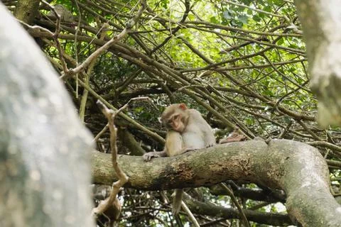 Sad monkey rests on tree branch in dense foliage. tired monkey shows melancho Stock Photos