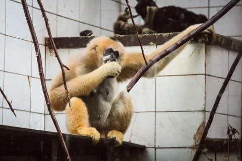 Sad monkey sitting in his cage at the zoo Stock Photos