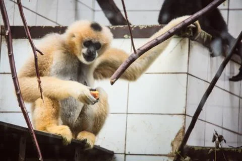 Sad monkey sitting in his cage at the zoo Stock Photos