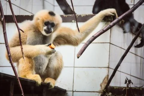 Sad monkey sitting in his cage at the zoo Stock Photos