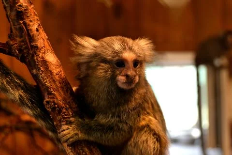 Sad monkey sitting on tree branch in zoo Stock-Fotos