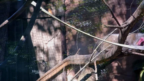 Sad monkey in a zoo cage Stock Footage 103051851