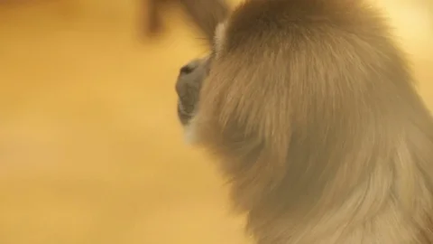 Sad monkey in the zoo Stock Footage 76863749