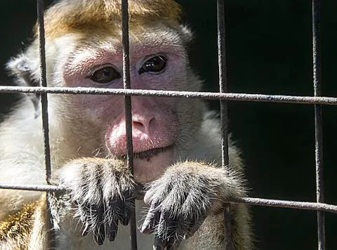 Sad monkey in the zoo Stock Photos