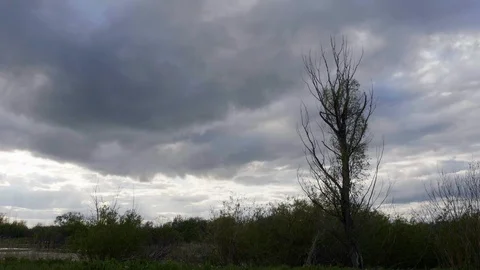 Sad nature view forest with evening cloud autumn climate stay alone in field. Stock Footage 120048272