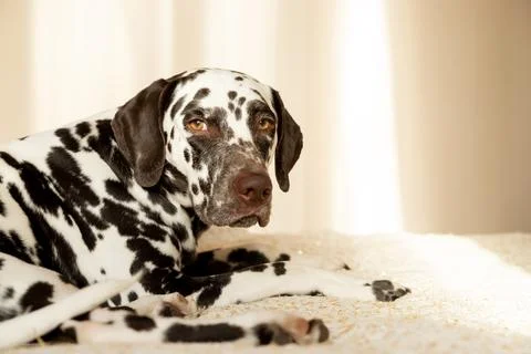 Sad or sleepy dalmatian lying on beige sofa.A tired dog in bed. Dalmatian dog Stock Photos