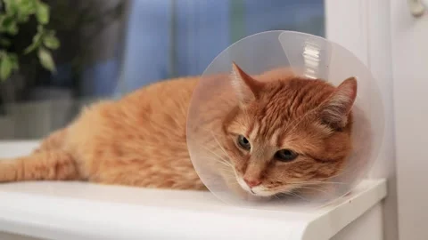 Sad orange cat wearing a cone of shame resting on a windowsill Stock Footage 338433819