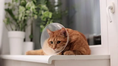 Sad orange cat wearing a cone of shame resting on a windowsill Stock Footage 338433861