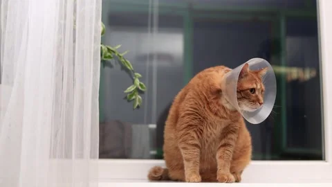Sad orange cat wearing a cone of shame sits by the window recovering from Stock Footage 338433881