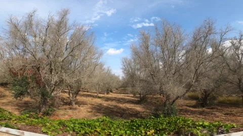 Sad overview of the dying of olive trees due to the Xylella bacterium Stock Footage 141147758