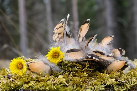 Sad owl Stock Photos
