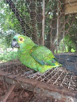 Sad parrot in captivity, looking through the screens that imprison him 스톡 사진