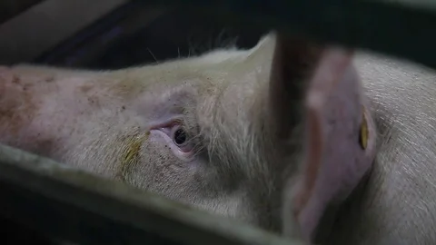 Sad pig Stock Footage 81236310
