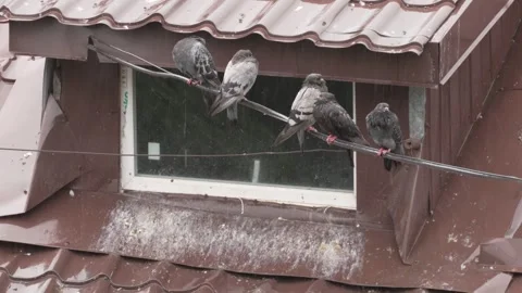 Sad pigeons sitting on power lines during rain, 8K Stock Footage 339274350