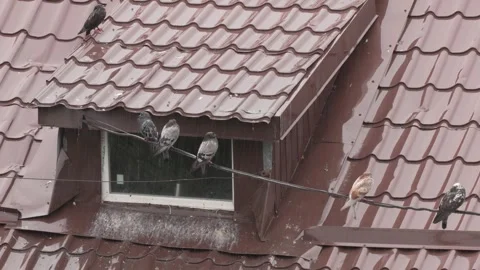 Sad pigeons sitting on a wire during the rain (with original sound). Stock Footage 339274351